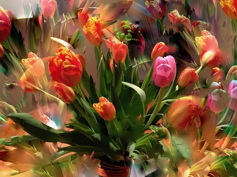 Tulips